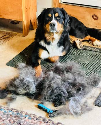 reviewer's Bernese Mountain Dog sitting next to a big pile of fur that was removed with the rake