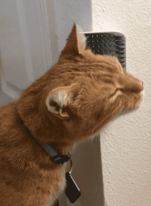 a reviewer's tabby scratching their face on the grooming tool