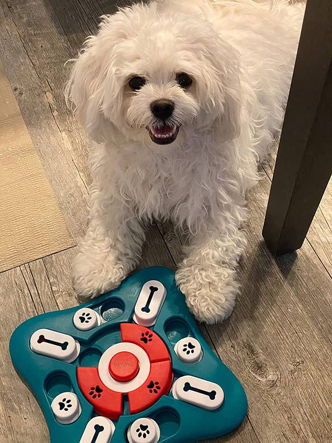 reviewer image of a small white dog sitting in front of the interactive treat toy