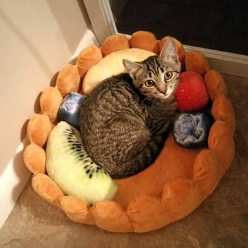 Cat curled up successful a fruit-themed favored bed, featuring plush fruits similar kiwi and watermelon