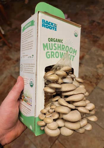 Hand holding a Back to the Roots organic mushroom grow kit with mushrooms growing out of the box