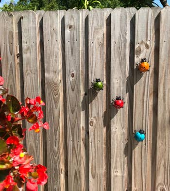green red blue and orange lady bugs on reviewer's fence