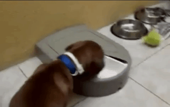 Reviewer video of gray automatic dog feeder open and moving to new food compartment and dog following it on the floor