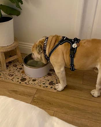 a dog drinking out of the white bowl
