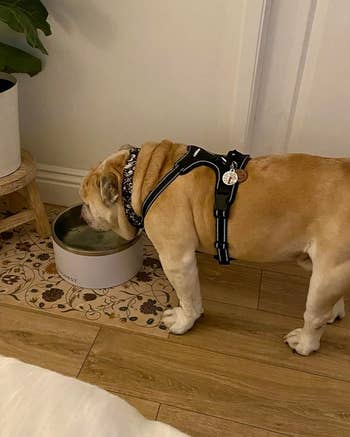 a dog drinking out of the white bowl