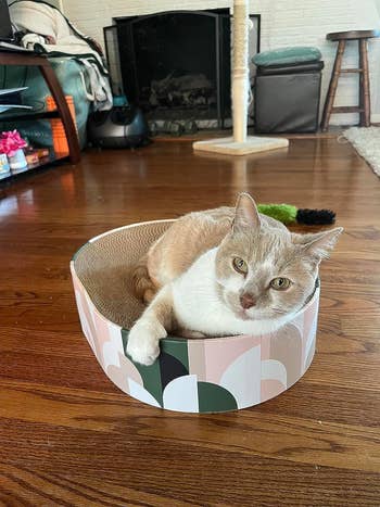a reviewer's cat in the green and pink patterned bed