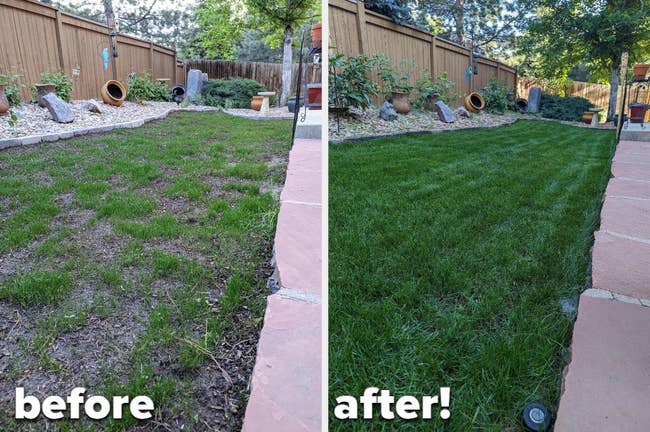 A reviewer's patchy lawn before using the product / A reviewer's lush lawn after using it