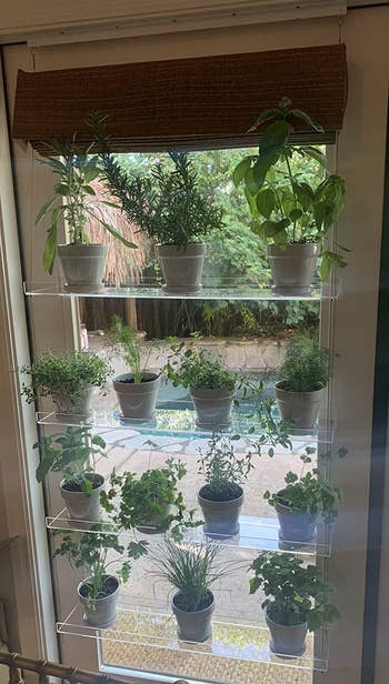 a different reviewer with plants sitting in the window