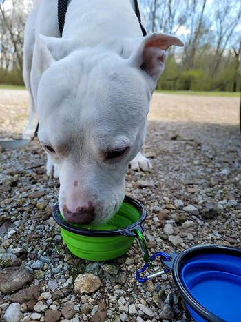 A reviewer's dog drinking out of the green bowl
