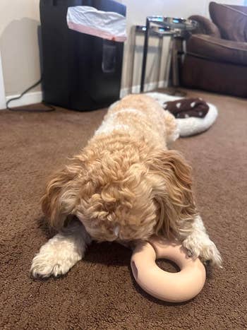 Dog lying connected  carpet, playing with a donut-shaped toy. Background includes a sofa  and favored  dishes