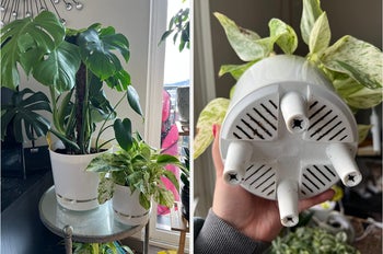 Reviewer's two plants in the white pots, and the reviewer turning one of the pots over to show the drainage area in the pot that feeds into the spout tab