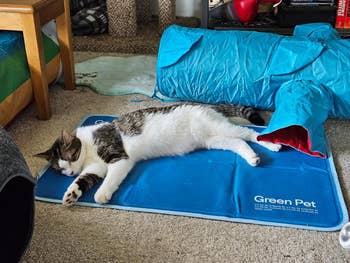 Cat sleeping connected  a favored  cooling mat adjacent  to a play   passageway  successful  a cozy country   setting