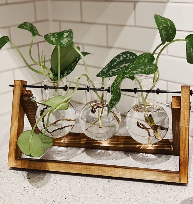 reviewer's plant terrarium with plant cuttings in water in all three of the glass containers