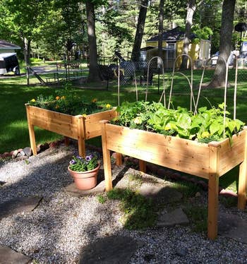two of the wooden raised garden beds outside filled with plants