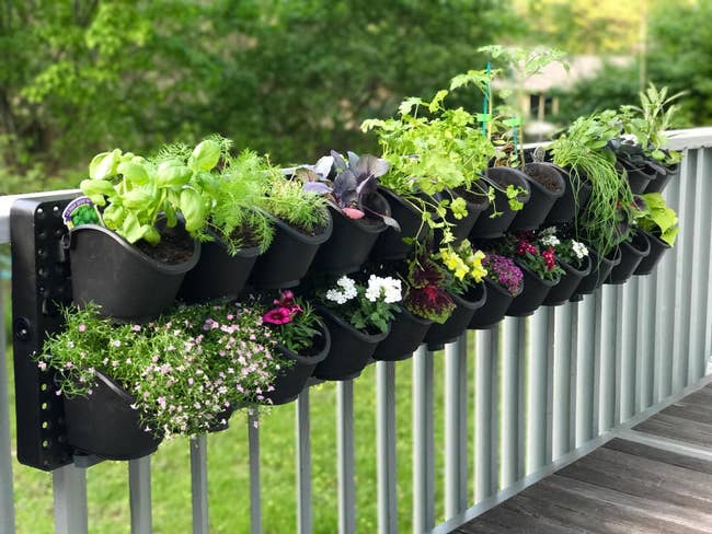 herbs and flowers growing along a fence in the pots