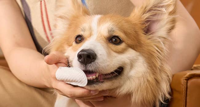 A small, fluffy dog looks content as a person uses a dental wipe on its teeth, promoting pet hygiene products