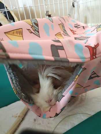 a guinea pig napping inside the hammock