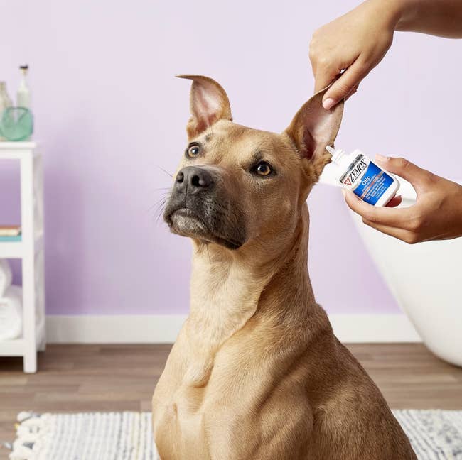 Person cleans dog's ear with Zymox ear cleaner. Dog sits calmly indoors on a rug, next to a shelf with toiletries