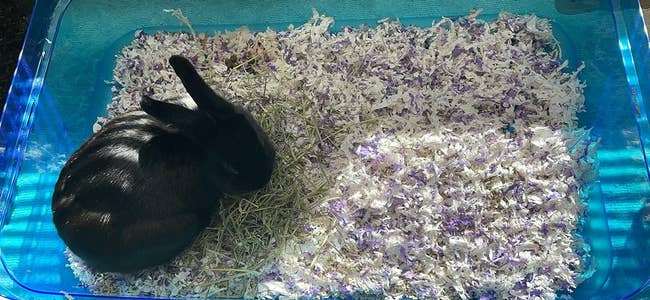 A small rabbit snuggles in a bed of shredded paper and hay interior a clear, enormous container