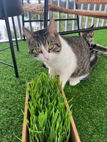 reviewer's cat munching on the grass growing in the planter