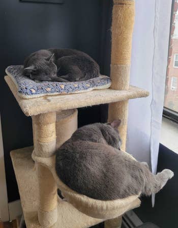 a cat sleeping on a level of the cat tree and another sleeping in a basket