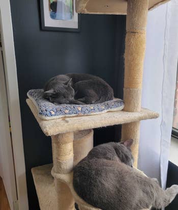 a cat sleeping on a level of the cat tree and another sleeping in a basket