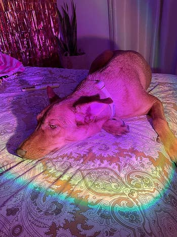 reviewer's sunset lamp projecting colorful light onto their dog