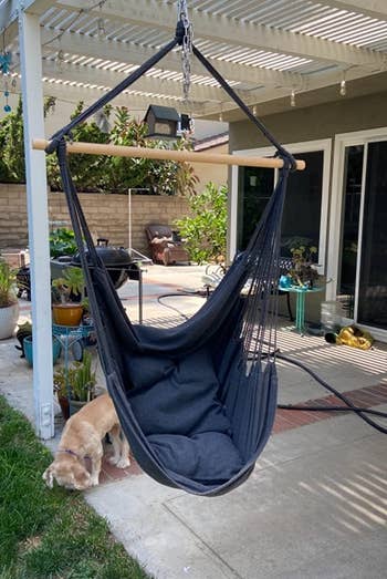 A hanging chair with comfortable cushions, outdoors next to a lounging dog