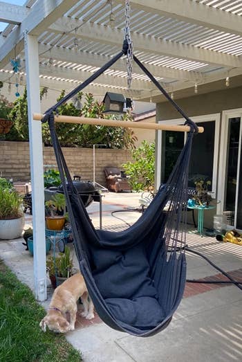 A hanging chair with comfortable cushions, outdoors next to a lounging dog