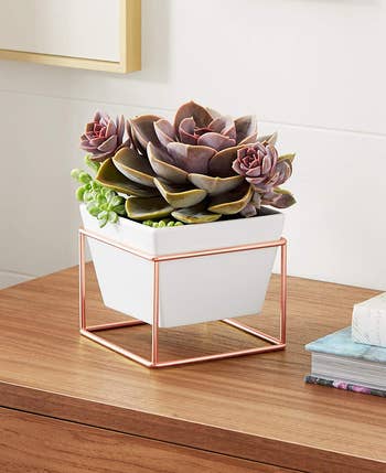 a succulent in a white pot elevated in a copper stand