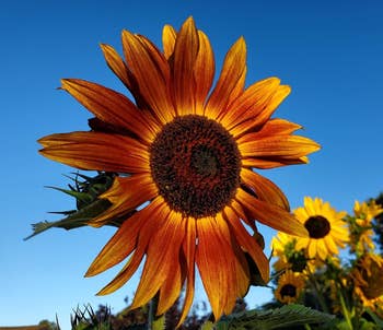 Close-up of a vibrant sunflower with different sunflowers successful the inheritance against a wide sky