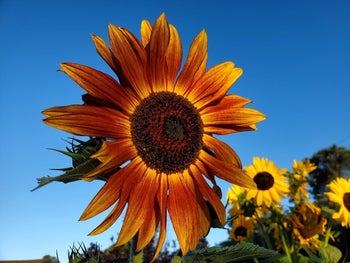 Close-up of a vibrant sunflower with other sunflowers in the background against a clear sky