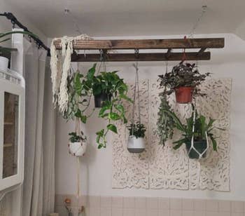 The ladder hanging over a bathtub with various potted plants hanging from it