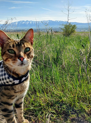 Reviewer image of brown spotted cat wearing black and white checkered harness with velcro around neck and back metal loop with leash attached in front of mountain view