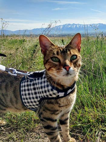 Reviewer image of brown spotted cat wearing black and white checkered harness with velcro around neck and back metal loop with leash attached in front of mountain view