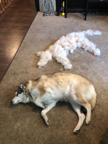 A reviewer's dog next to the dog-size pile of hair that the brush removed
