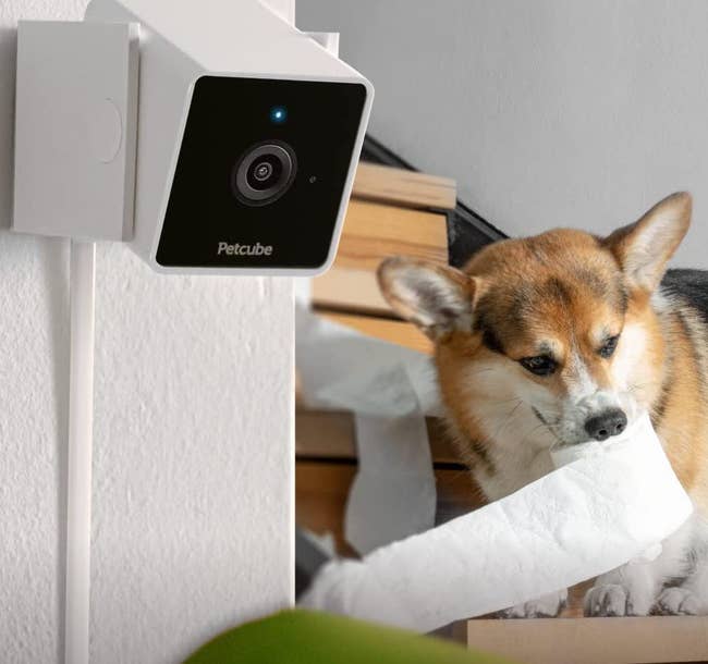the petcube on a wall near a corgi with a roll of toilet paper in its mouth