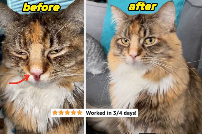 a cat before and after feline nose droppers