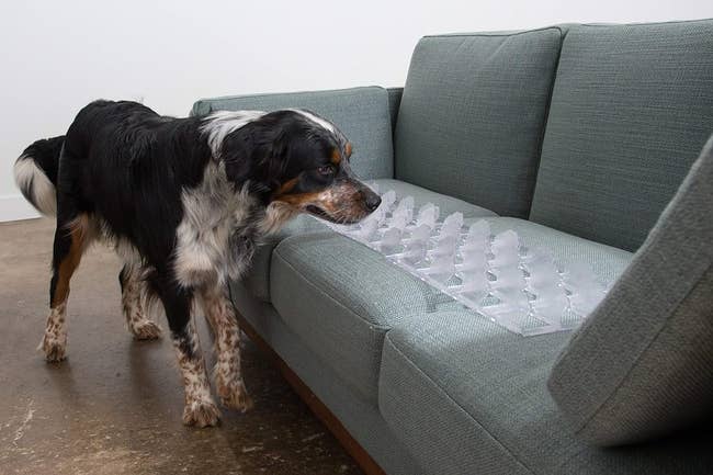 A dog investigates a couch protected by a plastic prickly mat, a product designed to keep pets off furniture