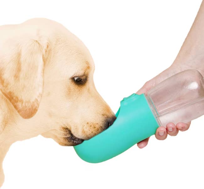 A dog uses a portable pet water bottle held by a hand, illustrating a convenient travel accessory for pet hydration