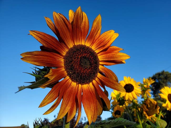 Close-up of a sunflower successful  bloom against a wide   sky