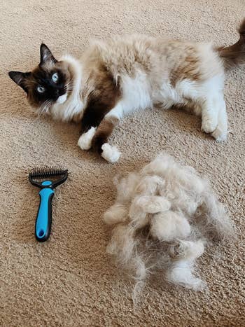 another reviewer's cat lies next to the blue rake and pile of fur it removed