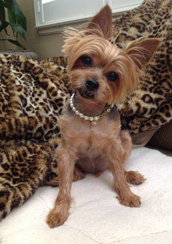 Small dog wearing a pearl collar 