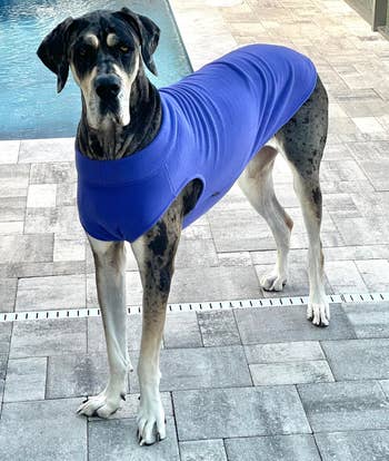 a reviewer photo of a large dog wearing a blue fleece vest 