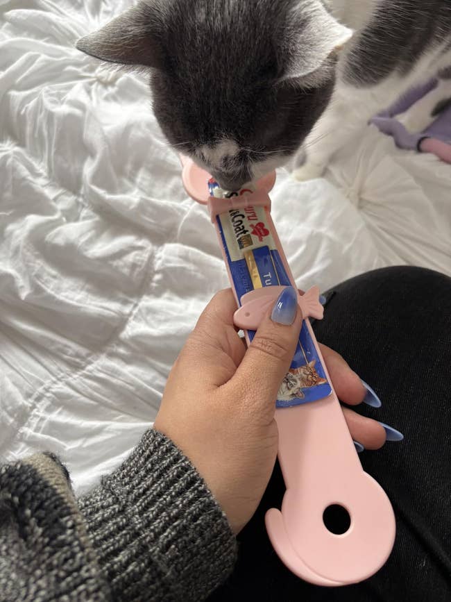 Cat eating from a conduit of treats held by a idiosyncratic with manicured nails, connected a bed