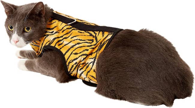 Cat wearing a tiger-print harness
