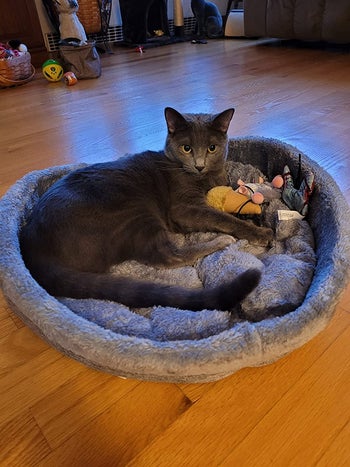 reviewer photo of gray cat in heart-shaped bed with toys
