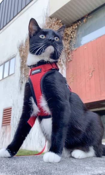 Reviewer image of black and white cat outside with red padded cat harness on and black neck buckle clipped