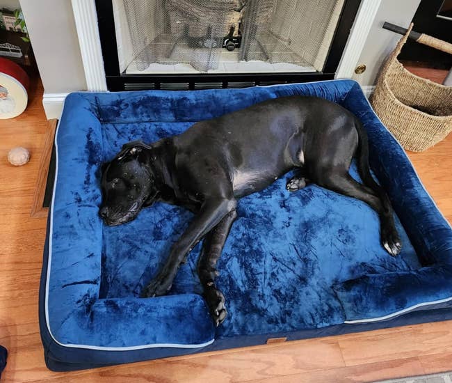 Large dog resting on a blue pet bed near a fireplace