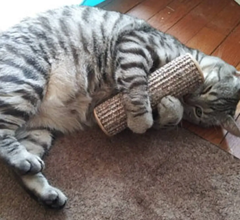 Cat holding cat kicker toy